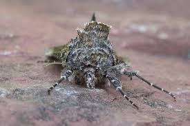 Attēlu rezultāti vaicājumam “Syngrapha interrogationis”