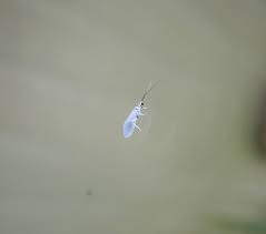 Attēlu rezultāti vaicājumam “Coniopterygidae”