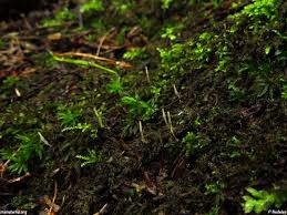 Attēlu rezultāti vaicājumam “Eocronartium muscicola”