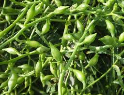 Attēlu rezultāti vaicājumam “Cakile maritima subsp. baltica leaf”