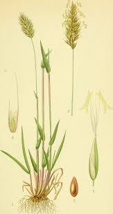 Attēlu rezultāti vaicājumam “Anthoxanthum odoratum”