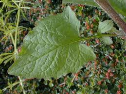 Attēlu rezultāti vaicājumam “Lapsana communis leaf”