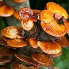 Attēlu rezultāti vaicājumam “Ganoderma lucidum”