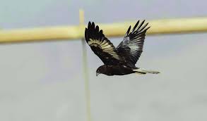 Attēlu rezultāti vaicājumam “Circus aeruginosus adult”