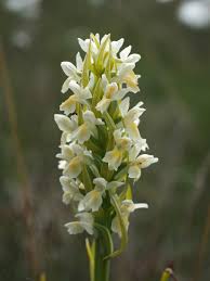 Attēlu rezultāti vaicājumam “Dactylorhiza ochroleuca”