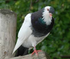 Attēlu rezultāti vaicājumam “Columba livia f. domestica”