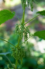 Attēlu rezultāti vaicājumam “Urticaceae”