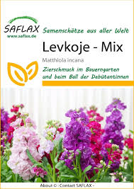 Image result for Levkoje