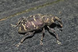 Attēlu rezultāti vaicājumam “Hylobius abietis”