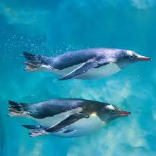 Image result for Grimsby Penguins Swimming Club