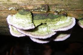 Attēlu rezultāti vaicājumam “Trichaptum abietinum”