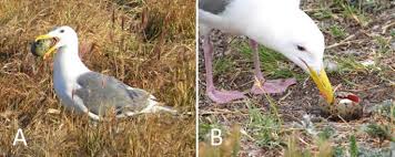 Attēlu rezultāti vaicājumam “Larus ridibundus eggs”