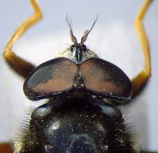 Attēlu rezultāti vaicājumam “Sericomyia lappona”