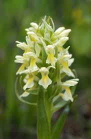 Attēlu rezultāti vaicājumam “Dactylorhiza ochroleuca flower”