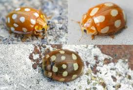 Attēlu rezultāti vaicājumam “Calvia decemguttata”