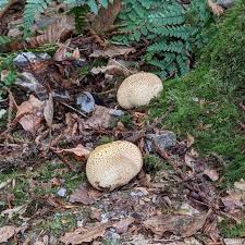 Attēlu rezultāti vaicājumam “Tubifera magna young”