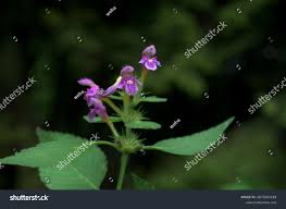 Attēlu rezultāti vaicājumam “Galeopsis tetrahit flower”