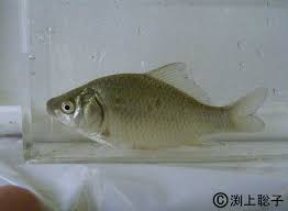 Attēlu rezultāti vaicājumam “Carassius auratus”