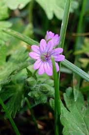 Attēlu rezultāti vaicājumam “Geranium molle flower”