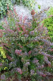 Attēlu rezultāti vaicājumam “Berberis vulgaris”