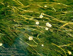 Attēlu rezultāti vaicājumam “Batrachium”