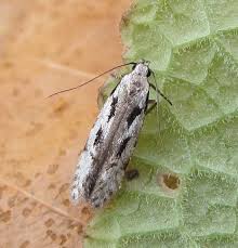 Attēlu rezultāti vaicājumam “Carpatolechia alburnella”