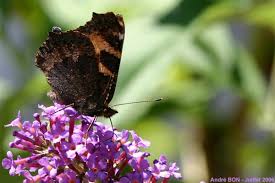 Attēlu rezultāti vaicājumam “Aglais urticae upperside”