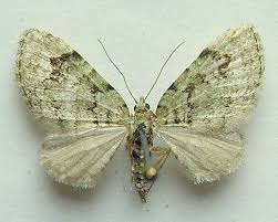 Attēlu rezultāti vaicājumam “Chloroclystis v-ata”