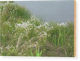 Attēlu rezultāti vaicājumam “Trichophorum alpinum”