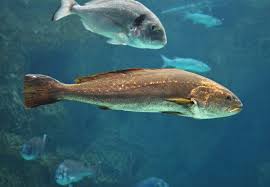 Image result for Argyrosomus regius