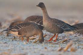 Image result for Anser fabalis