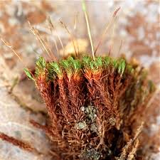 Attēlu rezultāti vaicājumam “Bryoerythrophyllum recurvirostrum”