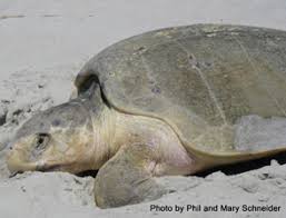 Image result for Lepidochelys kempii