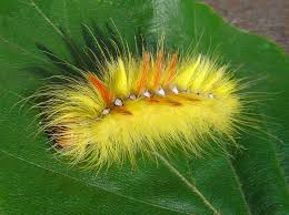 Attēlu rezultāti vaicājumam “Acronicta aceris”