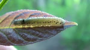 Attēlu rezultāti vaicājumam “Nematus ribesii larva”
