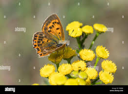 Attēlu rezultāti vaicājumam “Lycaena virgaureae female”