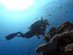 Image result for Eltham and District Sub Aqua Club