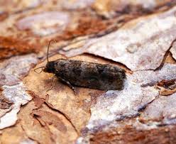 Attēlu rezultāti vaicājumam “Epinotia ramella”