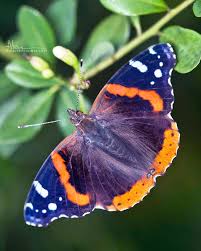 Attēlu rezultāti vaicājumam “Vanessa atalanta upperside”