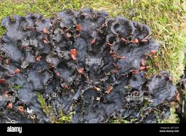 Attēlu rezultāti vaicājumam “Peltigera praetextata”