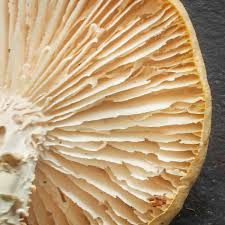 Attēlu rezultāti vaicājumam “Lentinus lepideus”