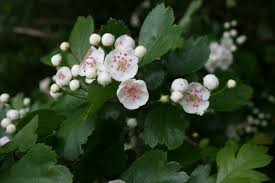 Attēlu rezultāti vaicājumam “Crataegus macracantha flower”