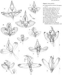 Attēlu rezultāti vaicājumam “Semioscopis avellanella imago”