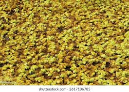 Attēlu rezultāti vaicājumam “Sphagnum cuspidatum”