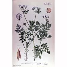 Image result for Anthriscus cerefolium