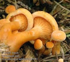 Attēlu rezultāti vaicājumam “Hygrophoropsis aurantiaca”