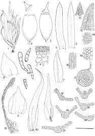 Attēlu rezultāti vaicājumam “Gymnostomum calcareum”