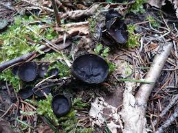 Attēlu rezultāti vaicājumam “Pseudoplectania nigrella”