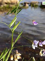 Attēlu rezultāti vaicājumam “Lathyrus palustris flower”