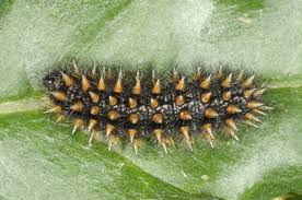 Attēlu rezultāti vaicājumam “Melitaea phoebe”